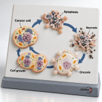 Biochemical Characteristics of Cancer Model